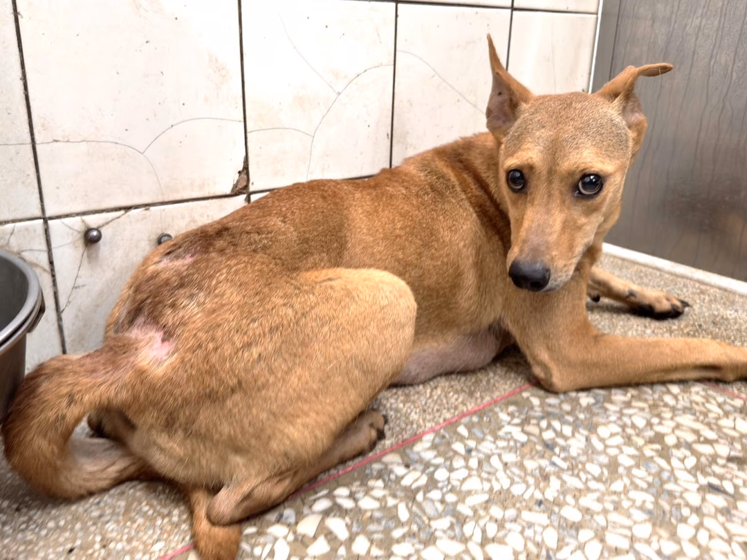 The dog, from the shelter's listing