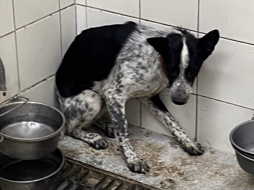 The dog, from the shelter's listing