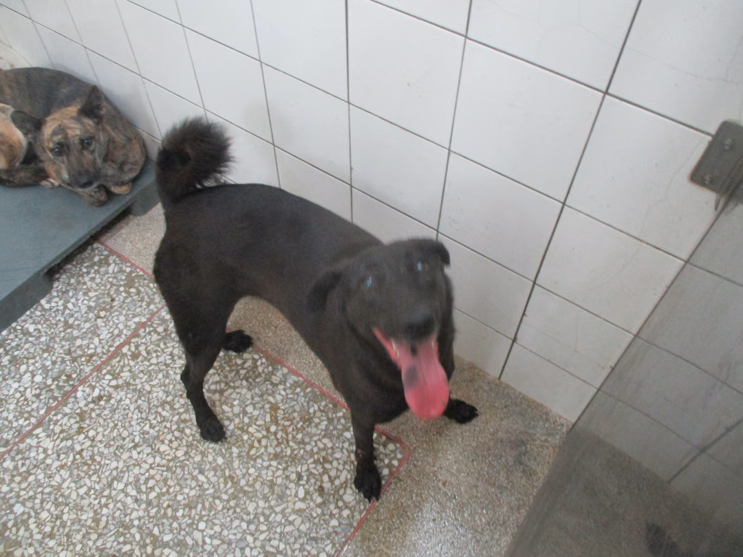 The dog, from the shelter's listing