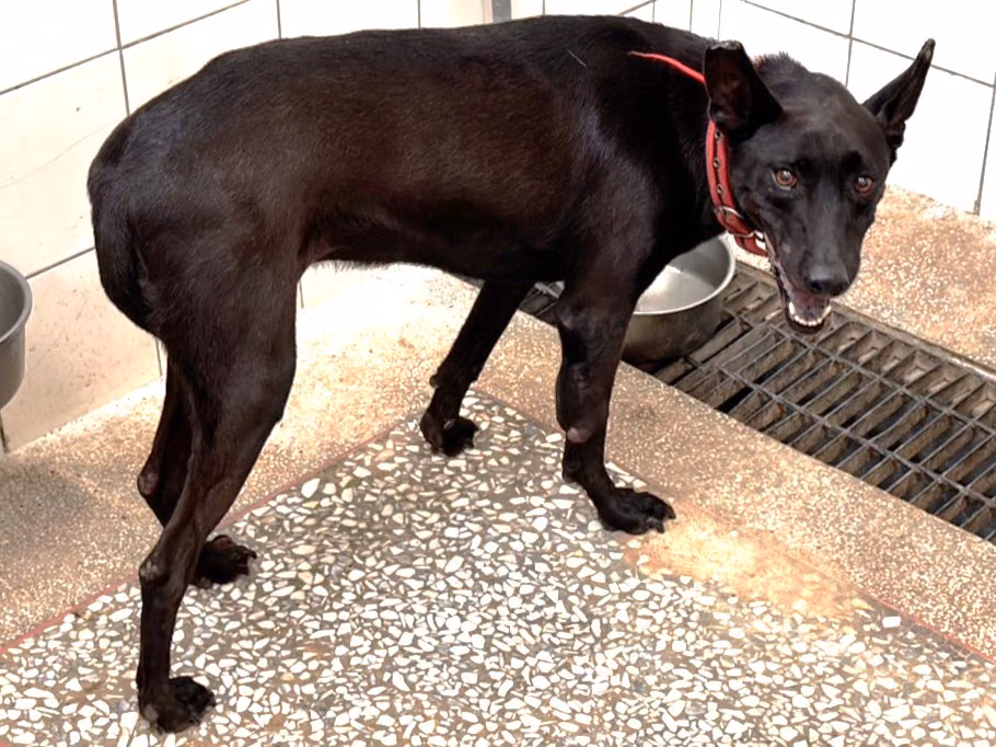 The dog, from the shelter's listing