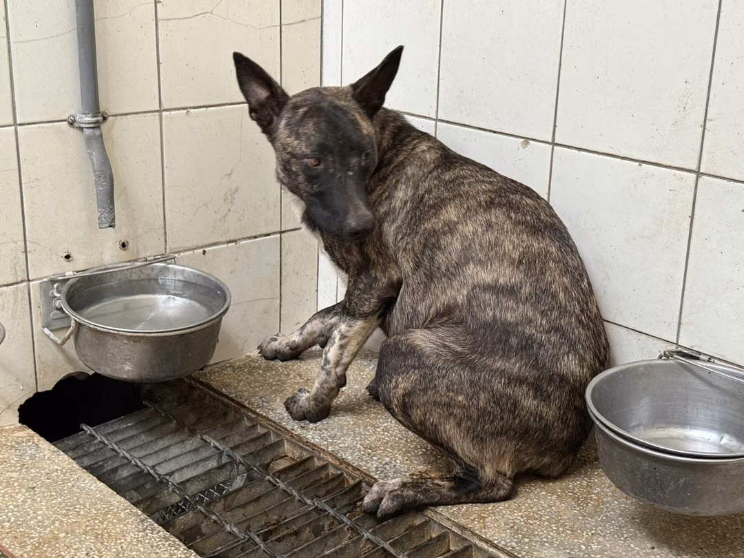 The dog, from the shelter's listing