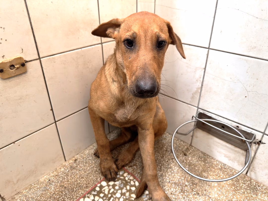 The dog, from the shelter's listing