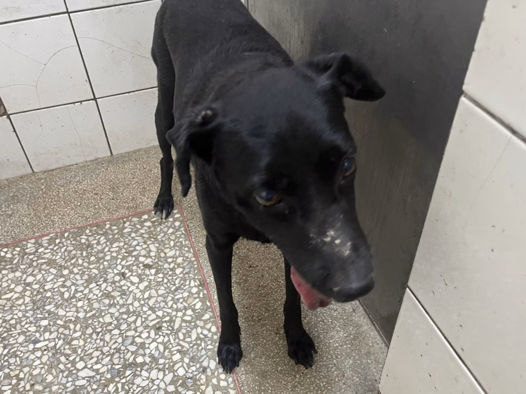 The dog, from the shelter's listing