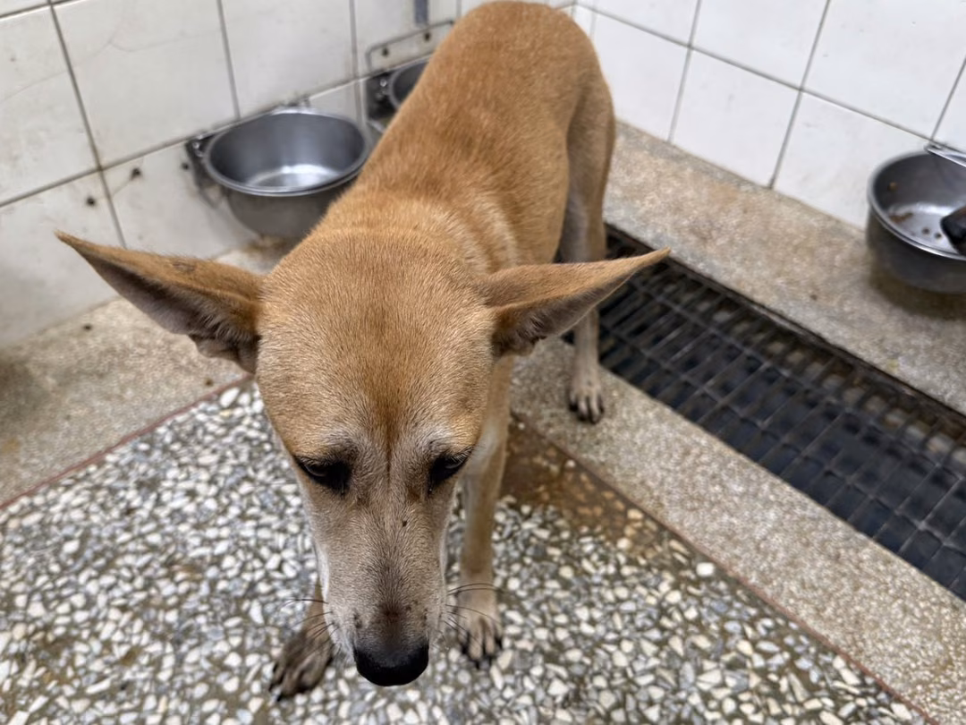 The dog, from the shelter's listing