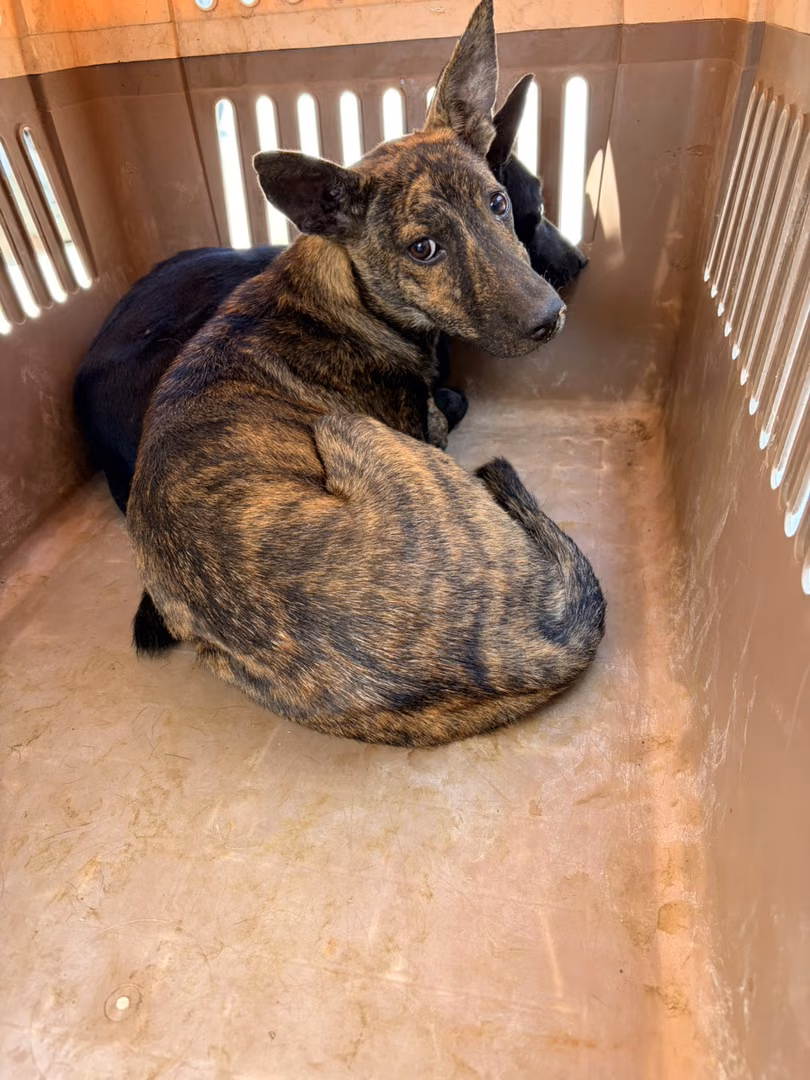The dog, from the shelter's listing