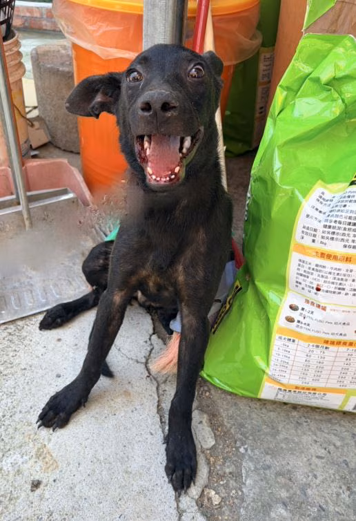 The dog, from the shelter's listing