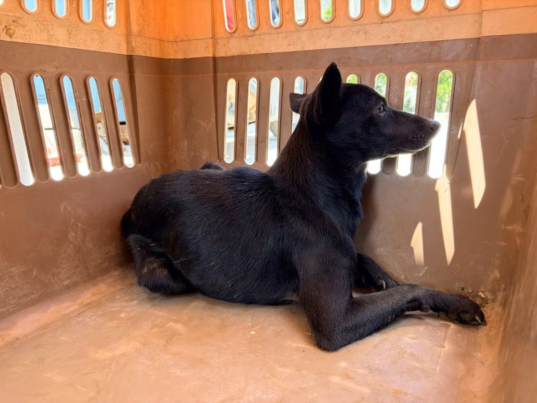The dog, from the shelter's listing