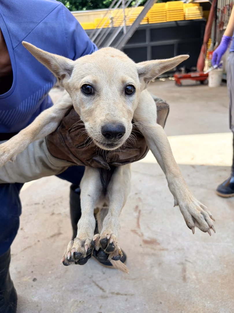 The dog, from the shelter's listing
