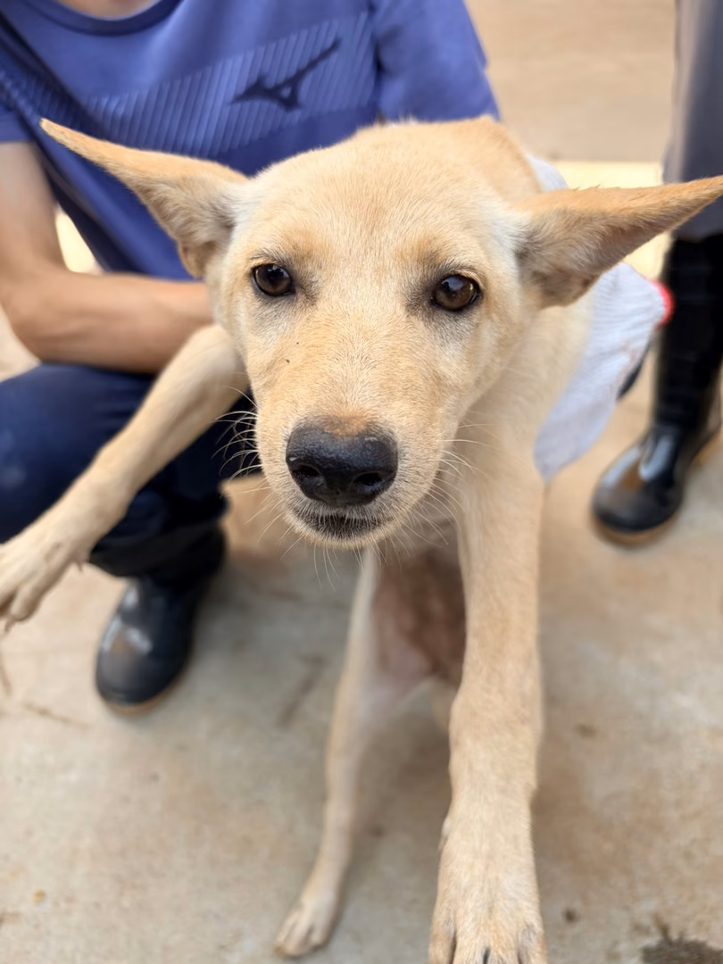 The dog, from the shelter's listing
