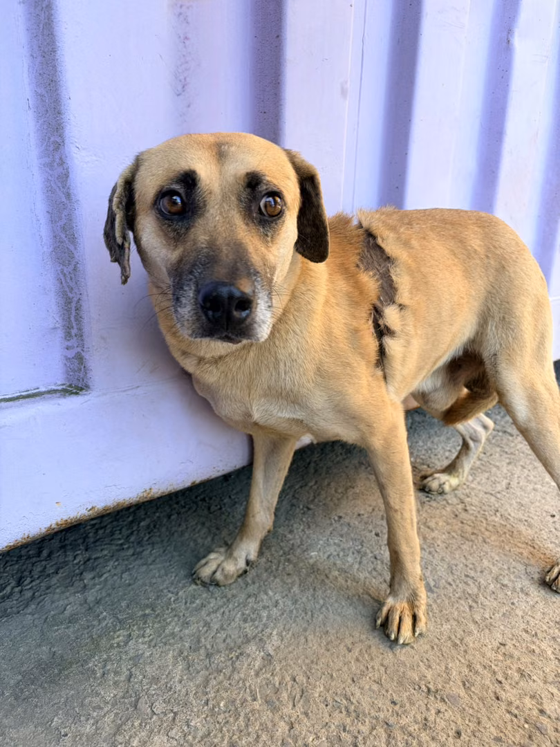 The dog, from the shelter's listing