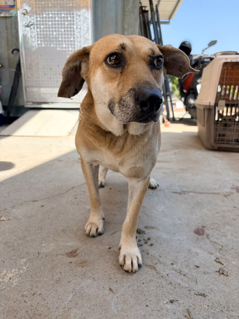 The dog, from the shelter's listing