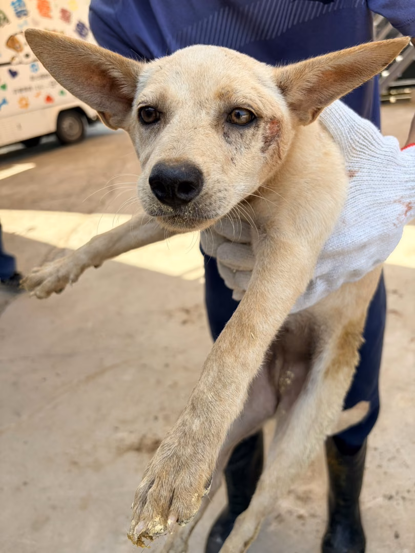 The dog, from the shelter's listing