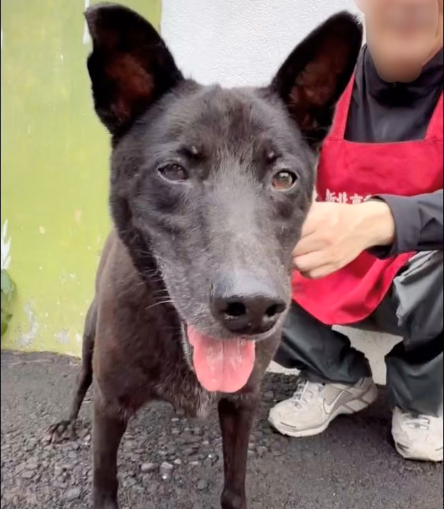 The dog, from the shelter's listing
