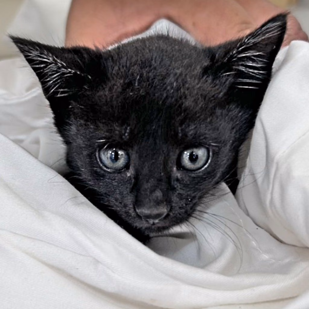 The cat, from the shelter's listing