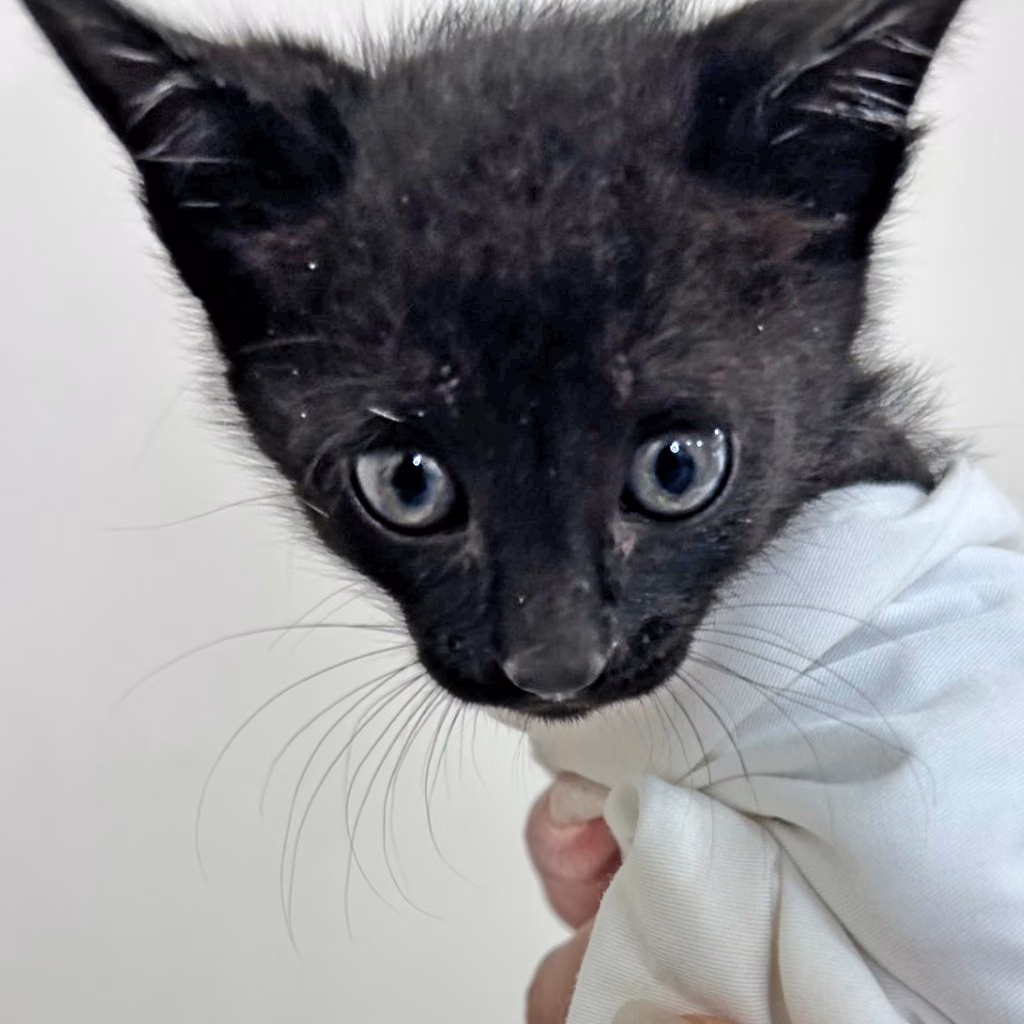 The cat, from the shelter's listing