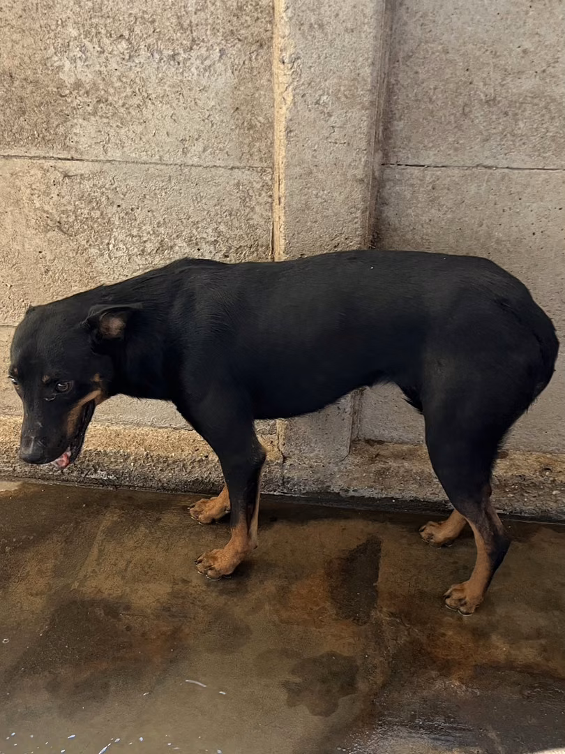 The dog, from the shelter's listing