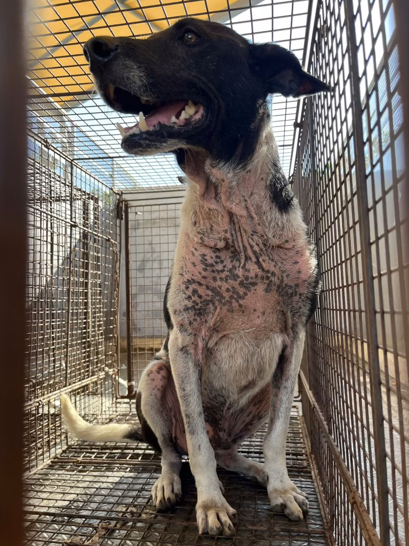 The dog, from the shelter's listing
