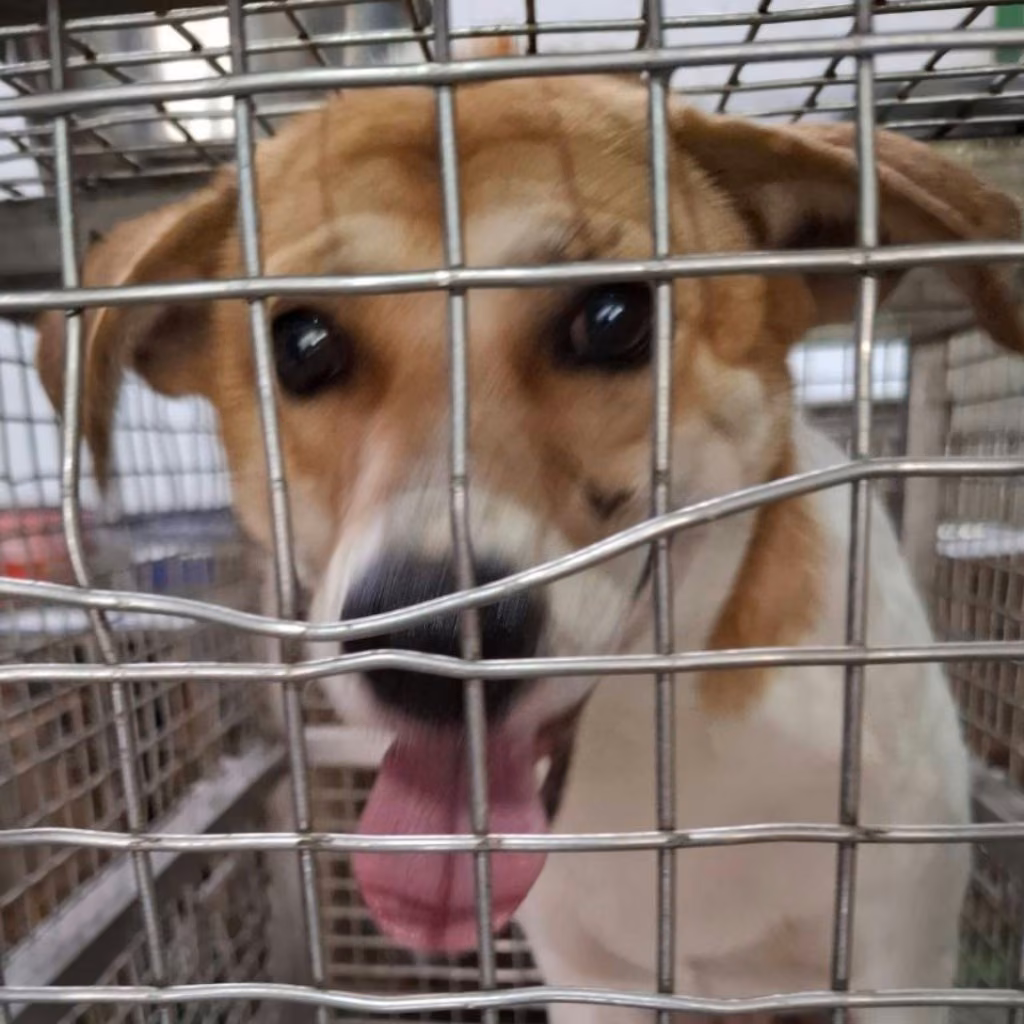 The dog, from the shelter's listing