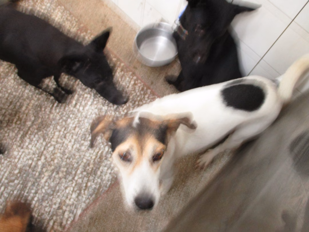 The dog, from the shelter's listing
