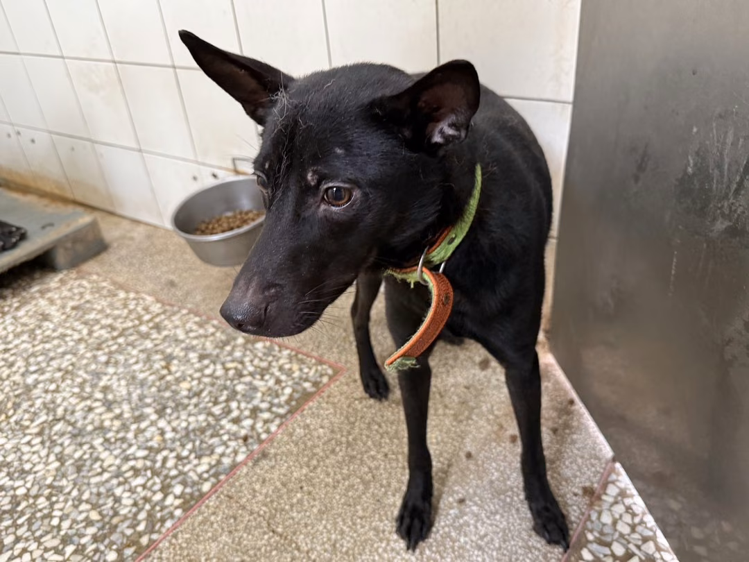 The dog, from the shelter's listing