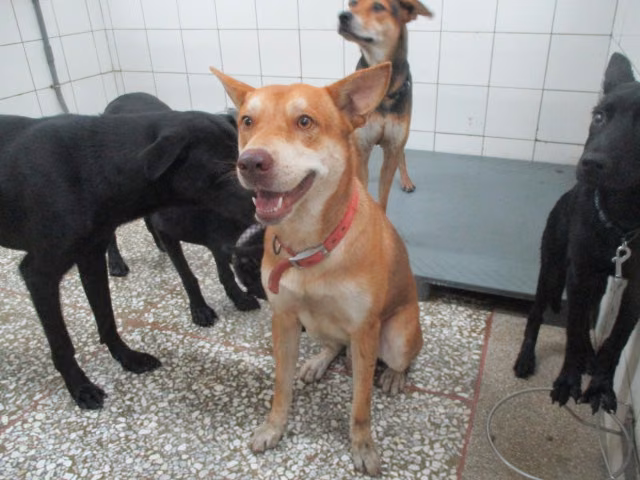 The dog, from the shelter's listing