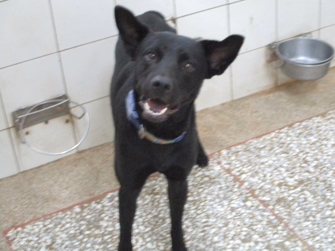 The dog, from the shelter's listing
