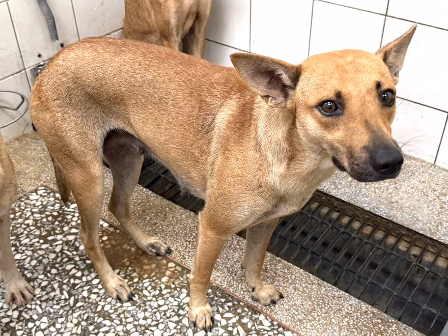 The dog, from the shelter's listing