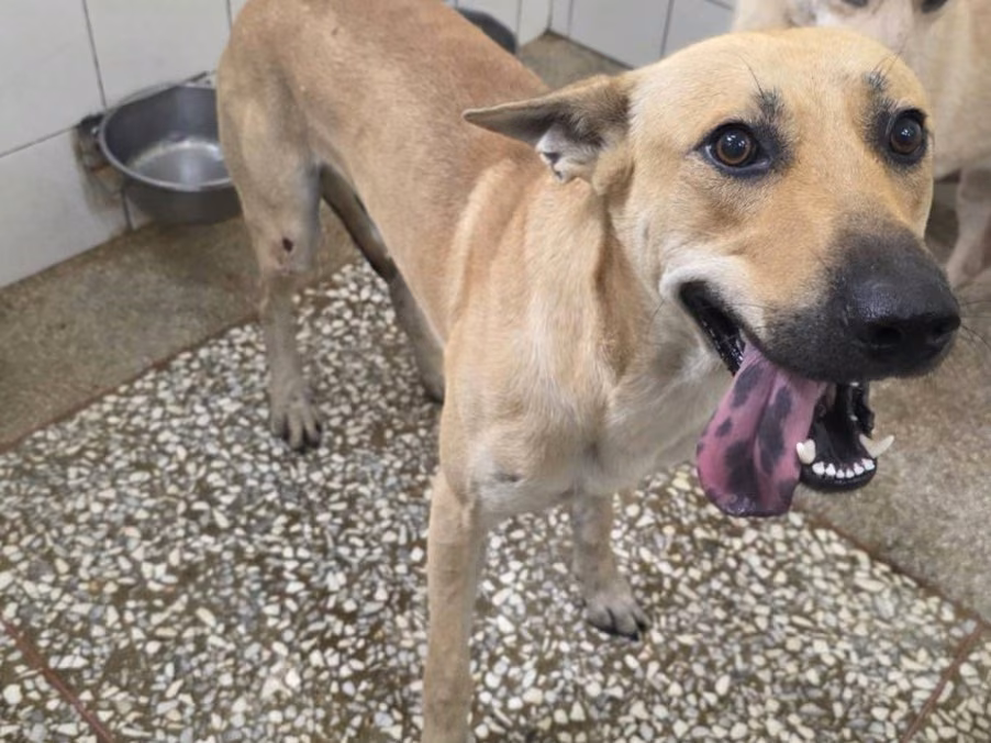 The dog, from the shelter's listing