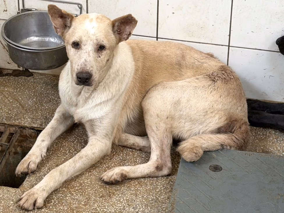 The dog, from the shelter's listing
