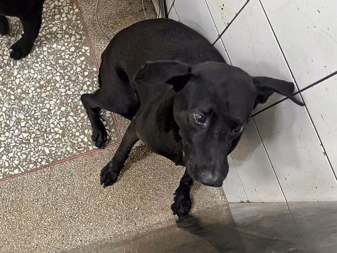 The dog, from the shelter's listing