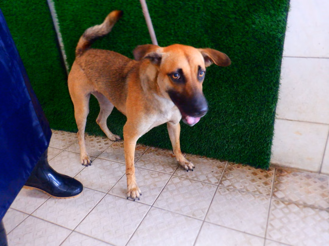 The dog, from the shelter's listing