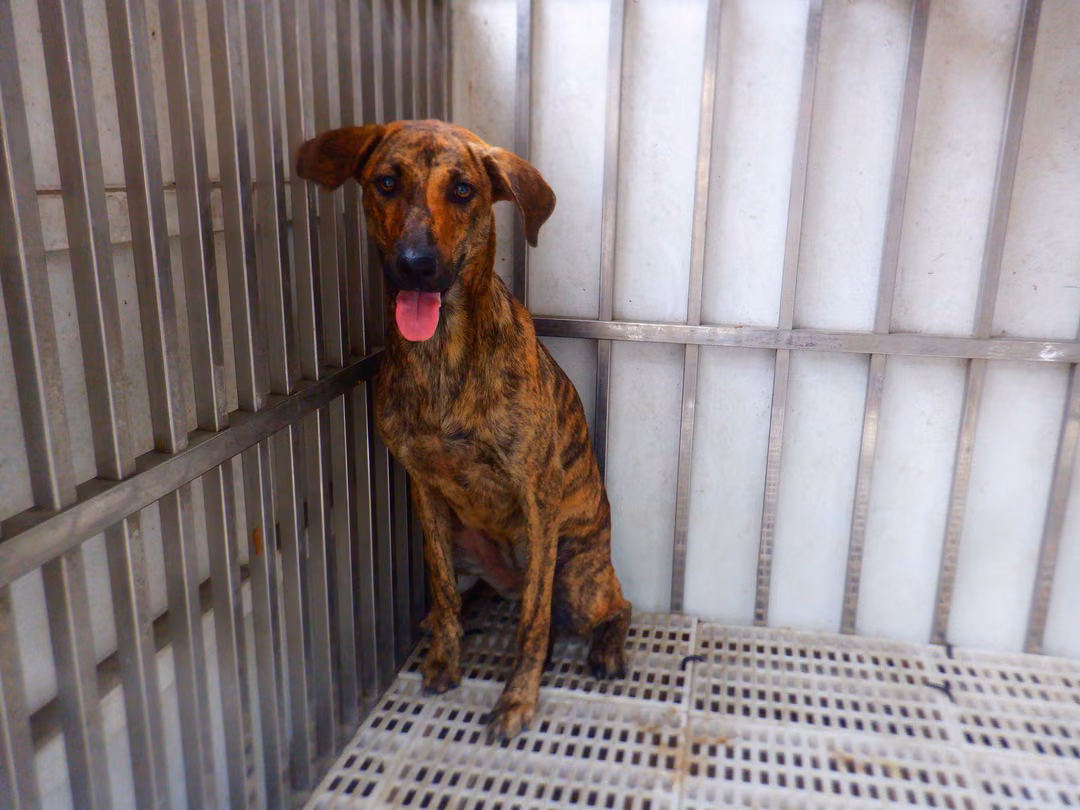 The dog, from the shelter's listing