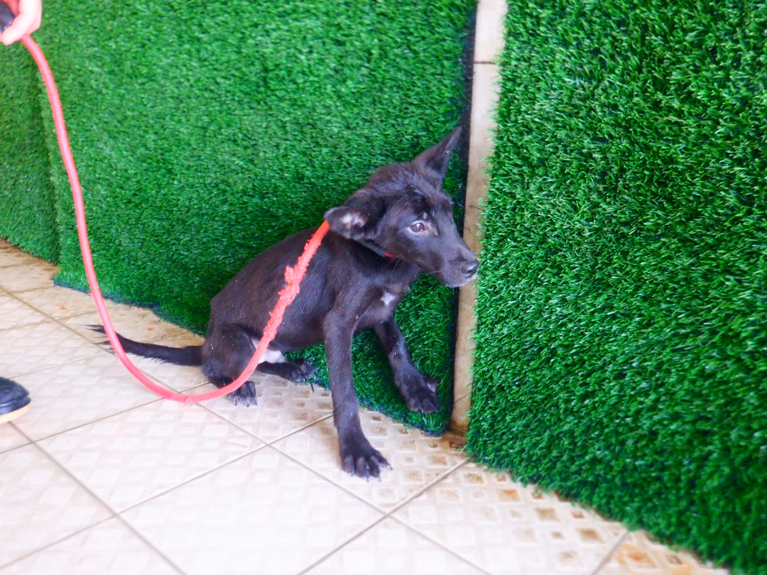 The dog, from the shelter's listing
