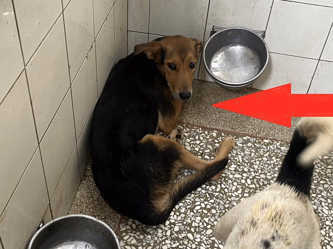 The dog, from the shelter's listing