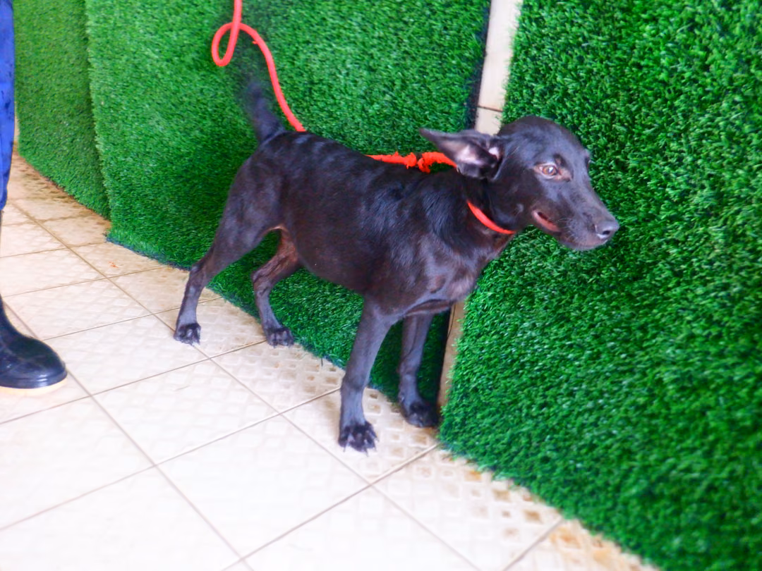 The dog, from the shelter's listing