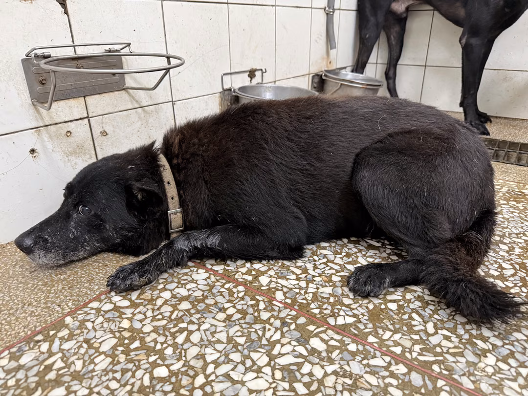 The dog, from the shelter's listing