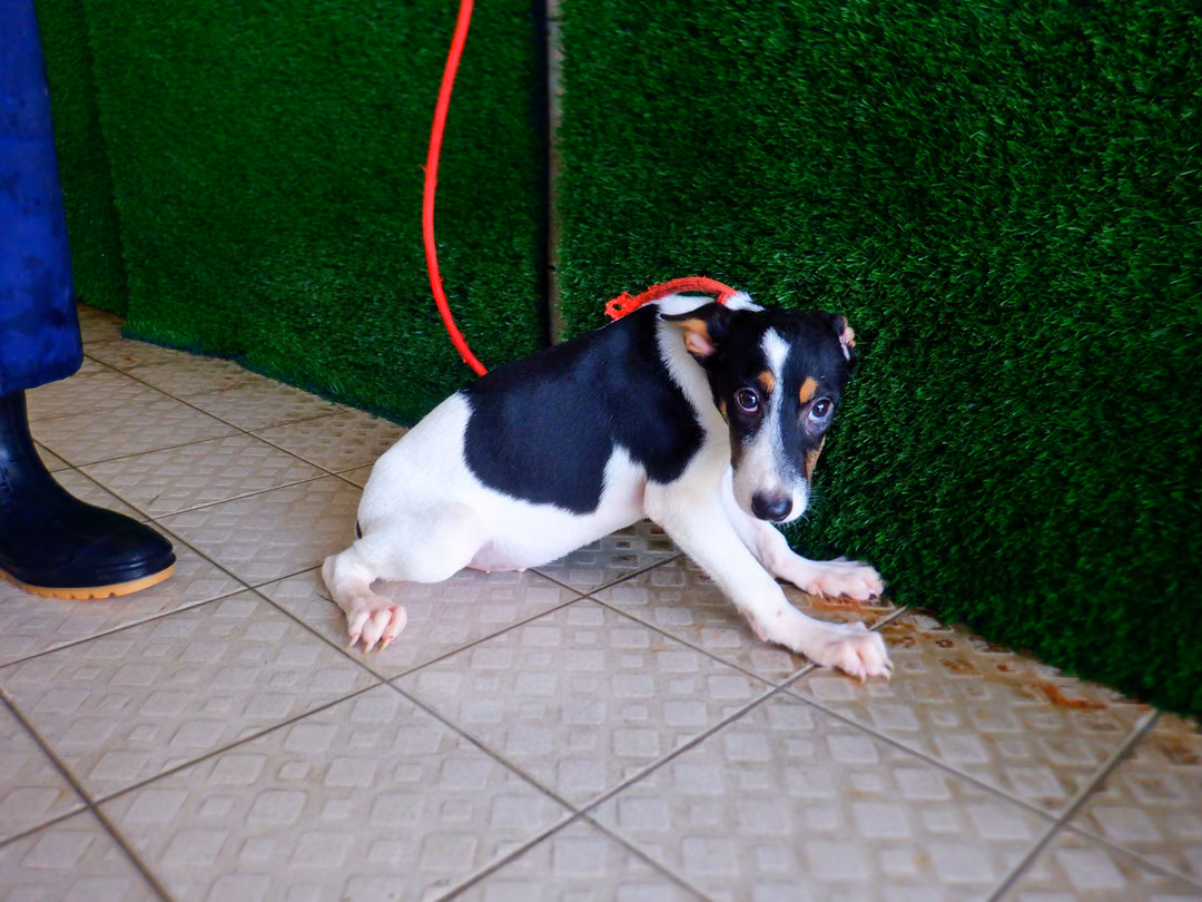 The dog, from the shelter's listing