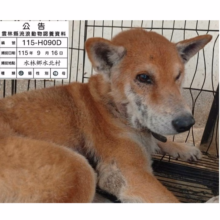 The dog, from the shelter's listing
