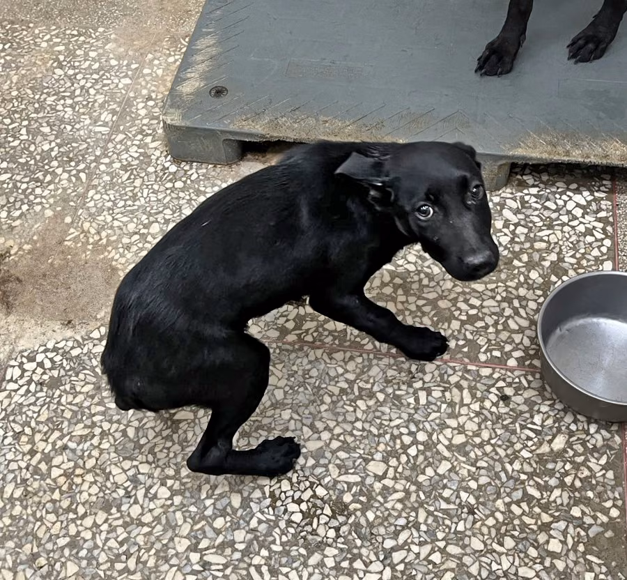 The dog, from the shelter's listing