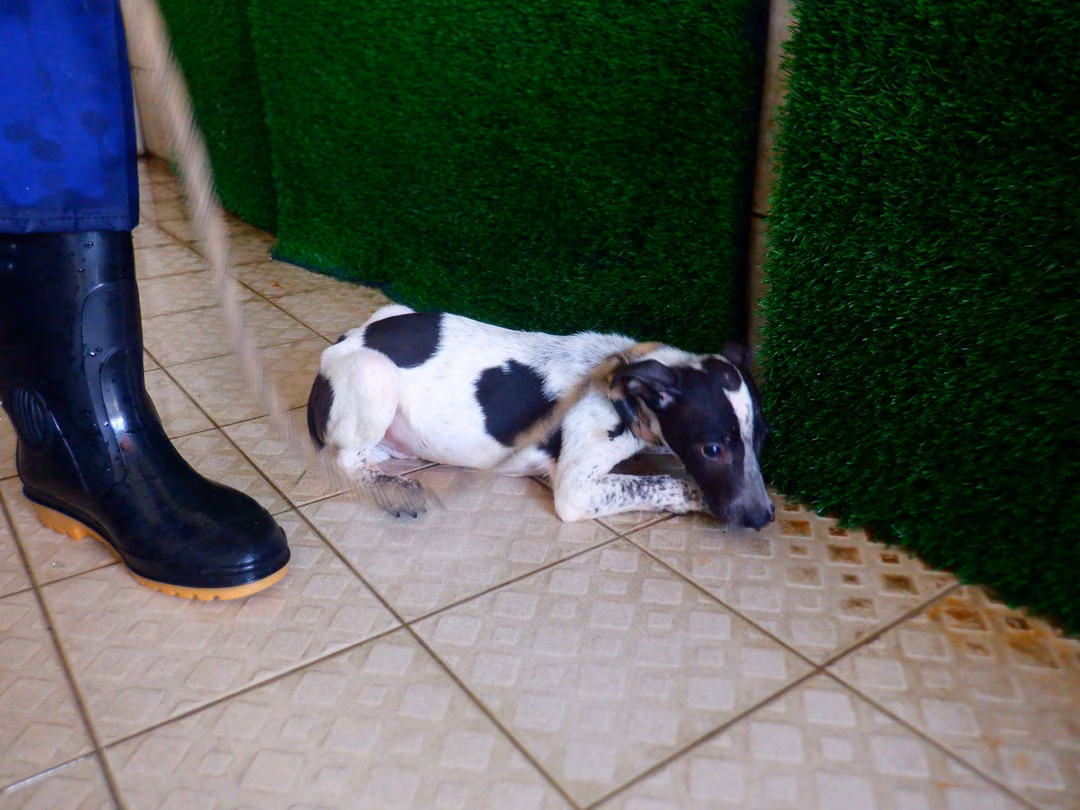 The dog, from the shelter's listing