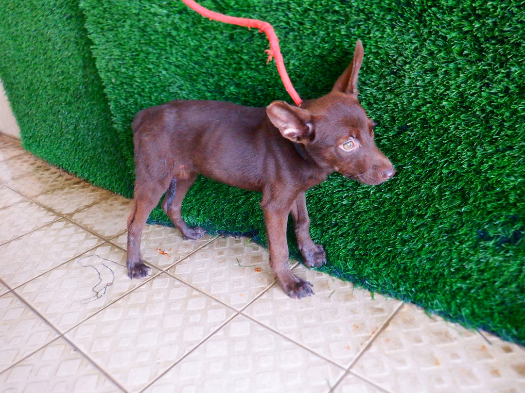 The dog, from the shelter's listing