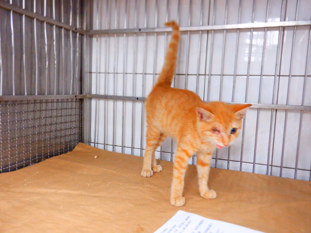 The cat, from the shelter's listing