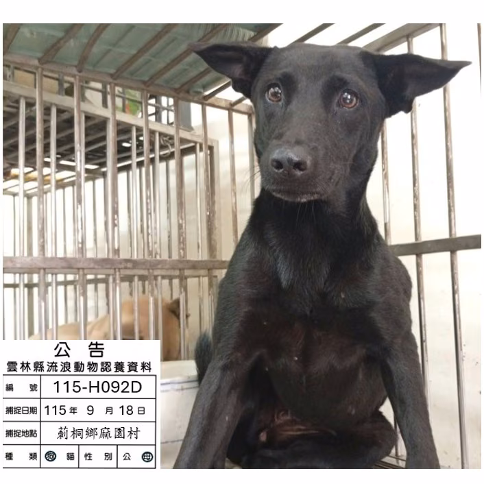 The dog, from the shelter's listing