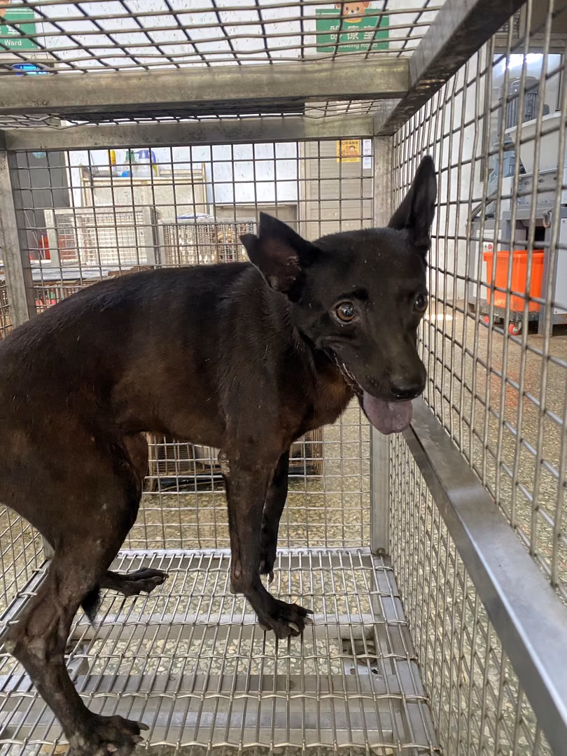 The dog, from the shelter's listing