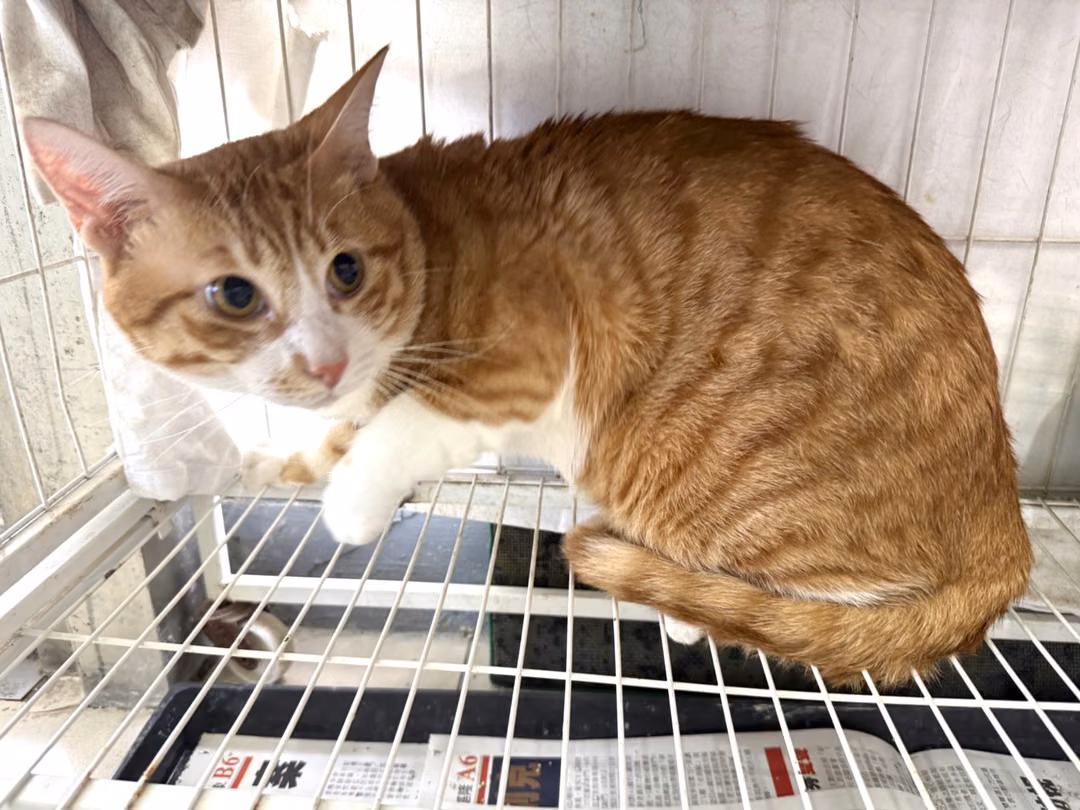 The cat, from the shelter's listing