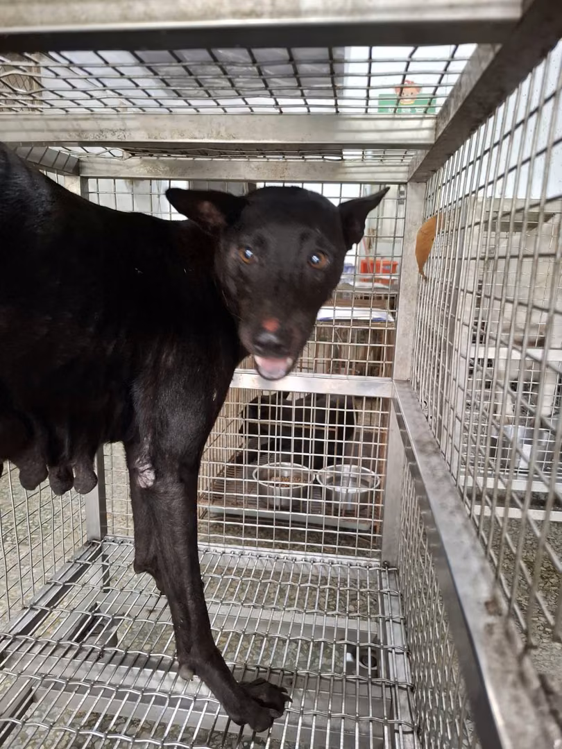 The dog, from the shelter's listing