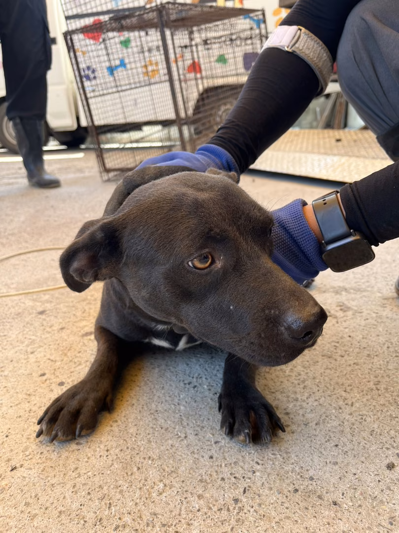 The dog, from the shelter's listing