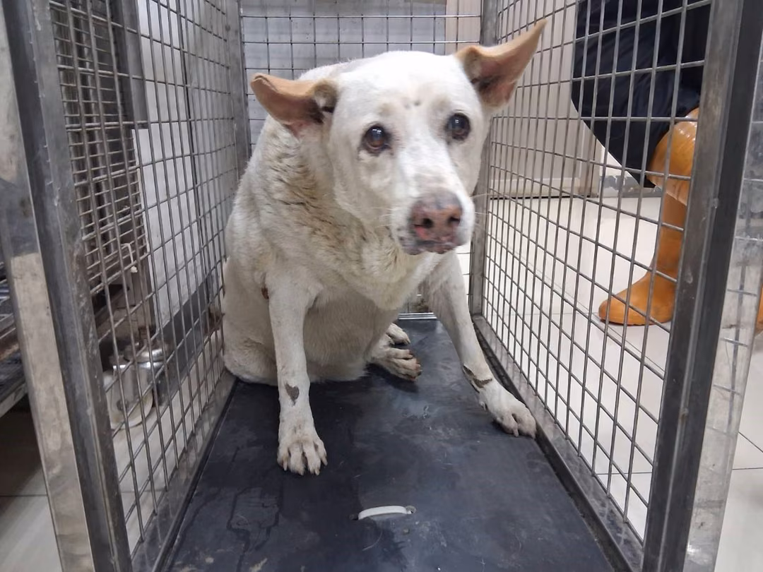 The dog, from the shelter's listing