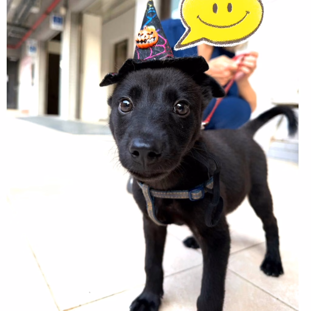 The dog, from the shelter's listing