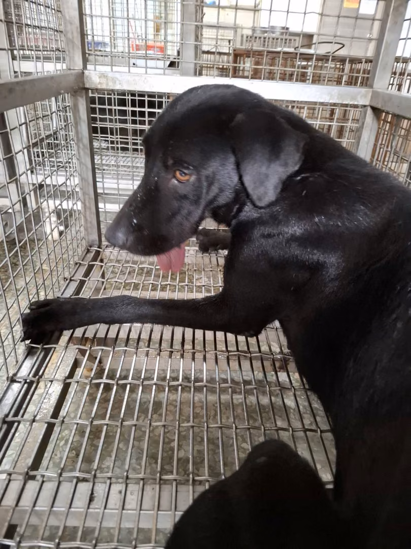 The dog, from the shelter's listing